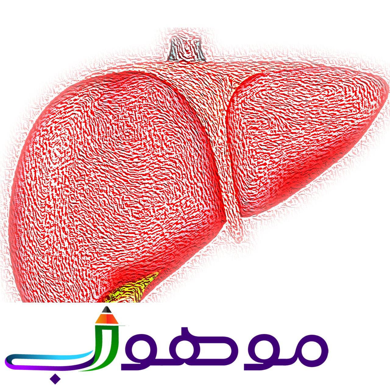 liver, hepatic, organ-4081243.jpg